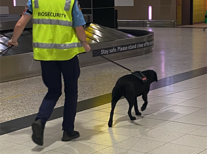 A detector dog at an airport