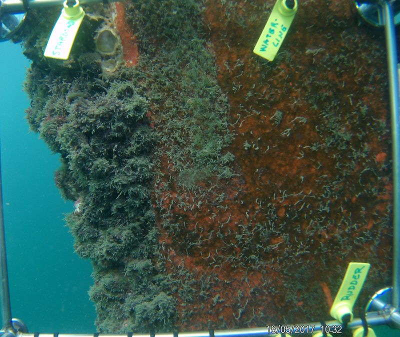 Biofouling on the hull of an oceangoing vessel