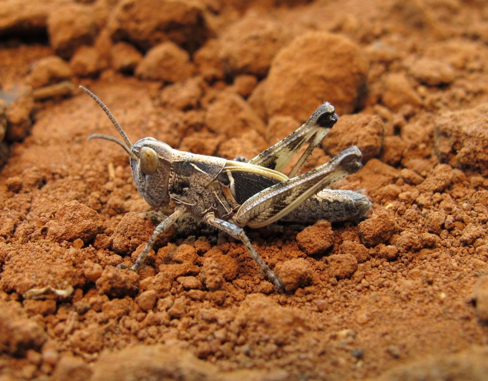 An Australian Plague Locust sitting on light brown soil