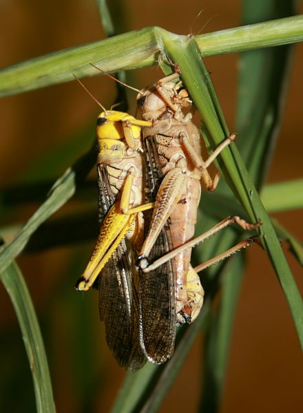 Two locusts, one mounting the other, attached vertically to a long blade of grass