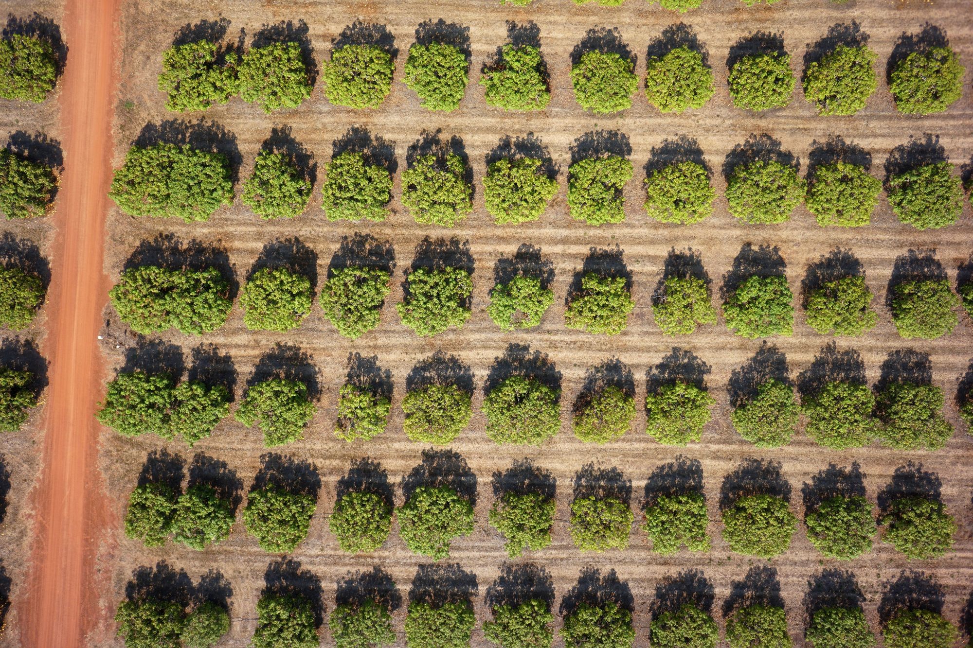 An aerial shot of a mango farm in the NT