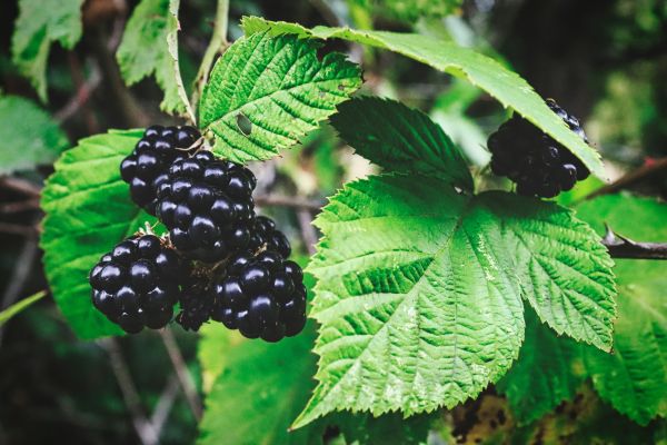 A blackberry plant